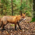 fox-that-may-be-infected-with-rabies-is-roaming-this-nyc-borough,-officials-warn