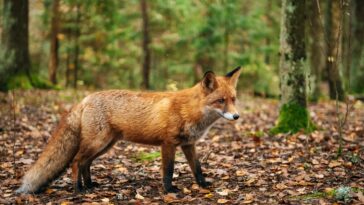 fox-that-may-be-infected-with-rabies-is-roaming-this-nyc-borough,-officials-warn