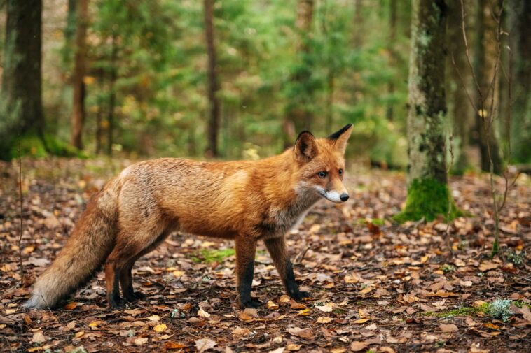 fox-that-may-be-infected-with-rabies-is-roaming-this-nyc-borough,-officials-warn