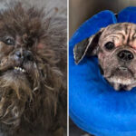 2-abandoned-dogs-rescued-from-squalid-nyc-basement:-‘we-don’t-know-how-they-survived-this-long’