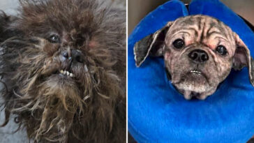 2-abandoned-dogs-rescued-from-squalid-nyc-basement:-‘we-don’t-know-how-they-survived-this-long’