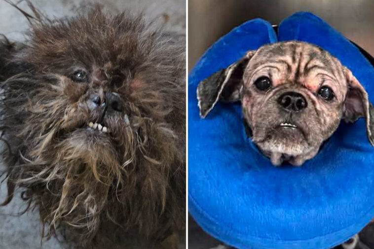 2-abandoned-dogs-rescued-from-squalid-nyc-basement:-‘we-don’t-know-how-they-survived-this-long’