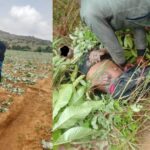 fulani-roadside-ambushes-and-farm-destruction-continue-amid-nigeria’s-christian-persecution