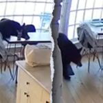colorado-family-wakes-up-to-bear-eating-breakfast-in-kitchen