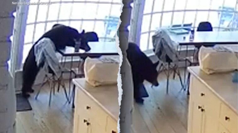 colorado-family-wakes-up-to-bear-eating-breakfast-in-kitchen