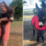 georgia-cops-kill-baby-donkey-heehaw,-and-his-owner-demands-justice:-‘he-was-my-son’