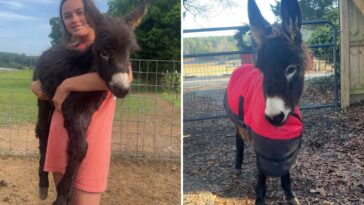 georgia-cops-kill-baby-donkey-heehaw,-and-his-owner-demands-justice:-‘he-was-my-son’