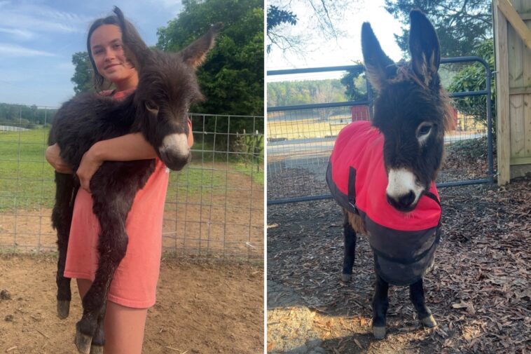 georgia-cops-kill-baby-donkey-heehaw,-and-his-owner-demands-justice:-‘he-was-my-son’