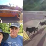 grieving-widow-of-california-man-killed-by-school-bus-sues-district