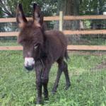 georgia-cop-placed-on-leave-after-family’s-baby-donkey-‘heehaw’-is-shot-and-killed-during-search,-owner-says-officers-entered-pasture-without-permission