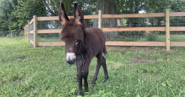 georgia-cop-placed-on-leave-after-family’s-baby-donkey-‘heehaw’-is-shot-and-killed-during-search,-owner-says-officers-entered-pasture-without-permission