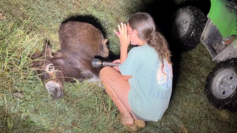 georgia-cop-kills-beloved-pet-donkey-in-his-own-pasture-as-heartbroken-owner-demands-justice:-‘we-miss-him’