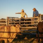 trump-announces-plan-to-help-ranchers-going-through-beef-market-‘hell’