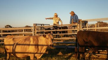 trump-announces-plan-to-help-ranchers-going-through-beef-market-‘hell’