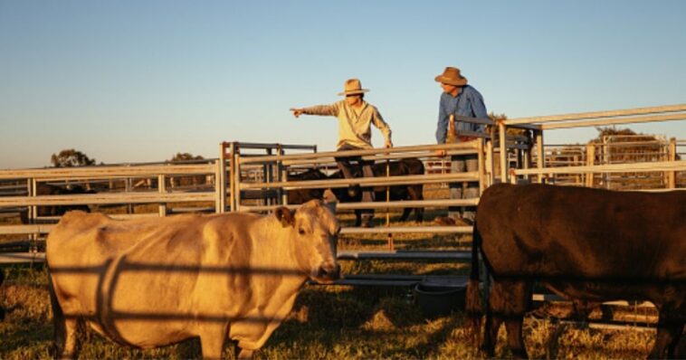 trump-announces-plan-to-help-ranchers-going-through-beef-market-‘hell’