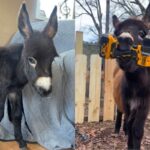 ‘he-was-my-son’:-police-kill-beloved-baby-donkey-in-his-own-pasture