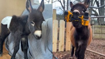 ‘he-was-my-son’:-police-kill-beloved-baby-donkey-in-his-own-pasture
