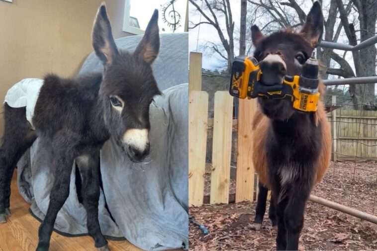 ‘he-was-my-son’:-police-kill-beloved-baby-donkey-in-his-own-pasture