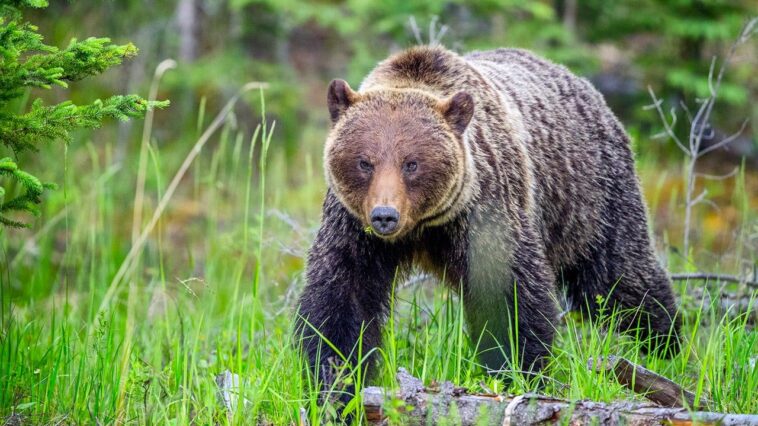 ‘i-literally-think-this-is-going-to-be-it-for-me’:-hiker-recounts-grizzly-bear-encounter-in-canada