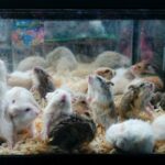 sicko-school-worker-arrested-in-massacre-of-over-50-hamsters-by-stomping-on-them-in-‘love-hotels’