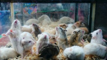 sicko-school-worker-arrested-in-massacre-of-over-50-hamsters-by-stomping-on-them-in-‘love-hotels’
