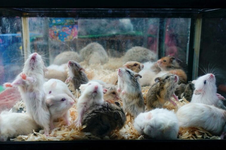 sicko-school-worker-arrested-in-massacre-of-over-50-hamsters-by-stomping-on-them-in-‘love-hotels’