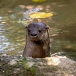 swim-instructor-needed-38-stitches-after-being-attacked-by-an-otter-while-swimming-in-lake-tahoe