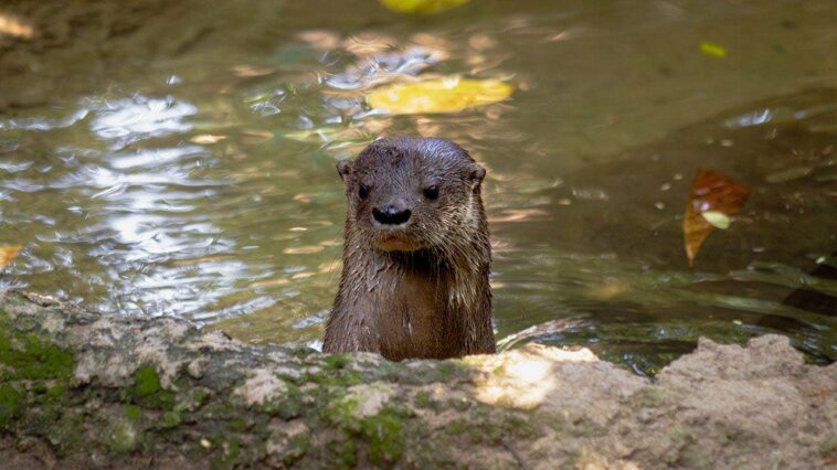 swim-instructor-needed-38-stitches-after-being-attacked-by-an-otter-while-swimming-in-lake-tahoe