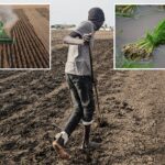 super-el-nino-could-spike-food-prices-by-double-digits-—-and-it-could-take-years-to-return-to-normal