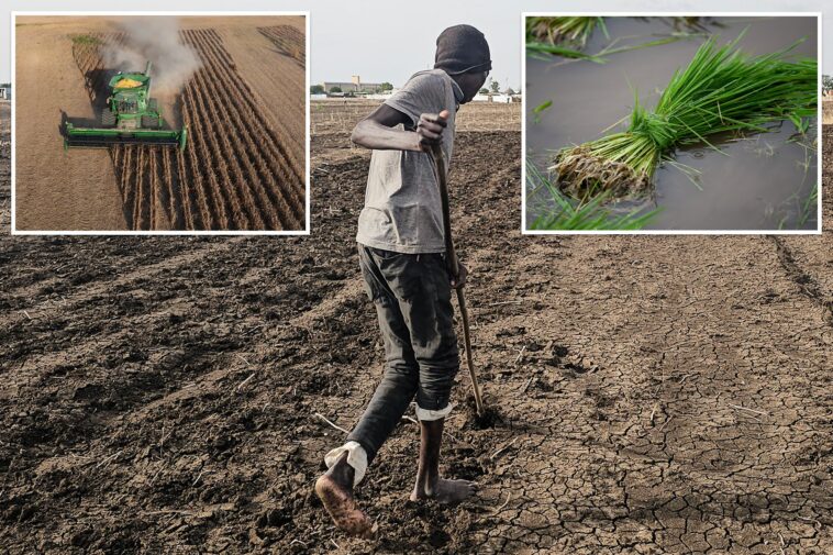 super-el-nino-could-spike-food-prices-by-double-digits-—-and-it-could-take-years-to-return-to-normal