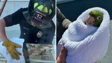exotic-bird-gets-high-flying-rescue-from-sf-balcony-—-as-parrots-flock-to-celebrate