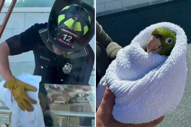 exotic-bird-gets-high-flying-rescue-from-sf-balcony-—-as-parrots-flock-to-celebrate