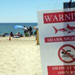 swimmer-rushed-to-hospital-after-suspected-shark-attack-at-martha’s-vineyard