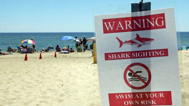 swimmer-rushed-to-hospital-after-suspected-shark-attack-at-martha’s-vineyard