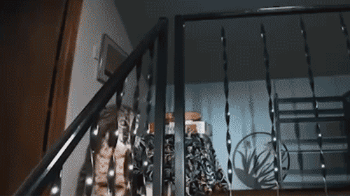 washington-homeowner-hears-mysterious-banging,-calls-911-before-police-find-growling-bobcat-at-top-of-stairs