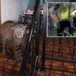 washington-homeowner-hears-mysterious-banging,-calls-911-before-police-find-growling-bobcat-at-top-of-stairs
