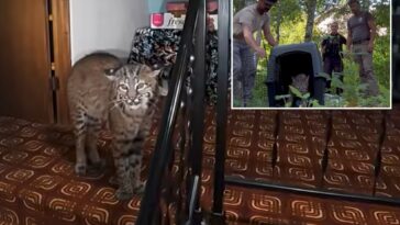 washington-homeowner-hears-mysterious-banging,-calls-911-before-police-find-growling-bobcat-at-top-of-stairs