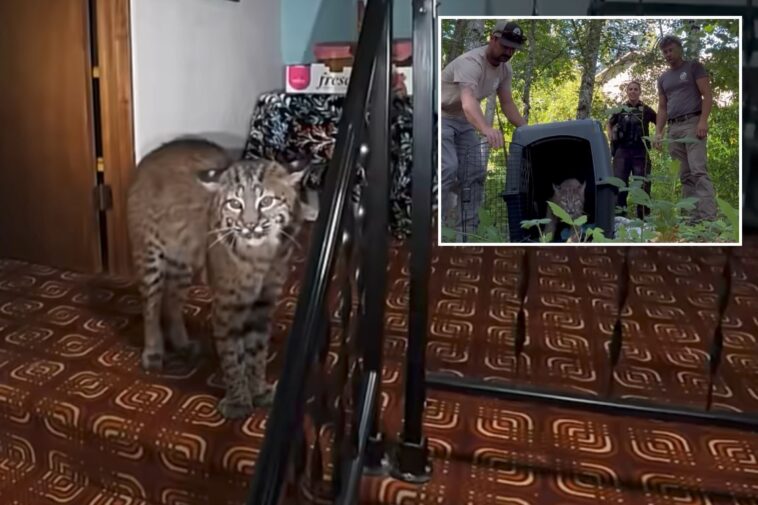 washington-homeowner-hears-mysterious-banging,-calls-911-before-police-find-growling-bobcat-at-top-of-stairs