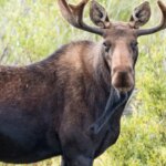 big-sky,-montana-wildlife-encounter-caught-on-video-as-moose-charges-toward-woman-and-her-dogs