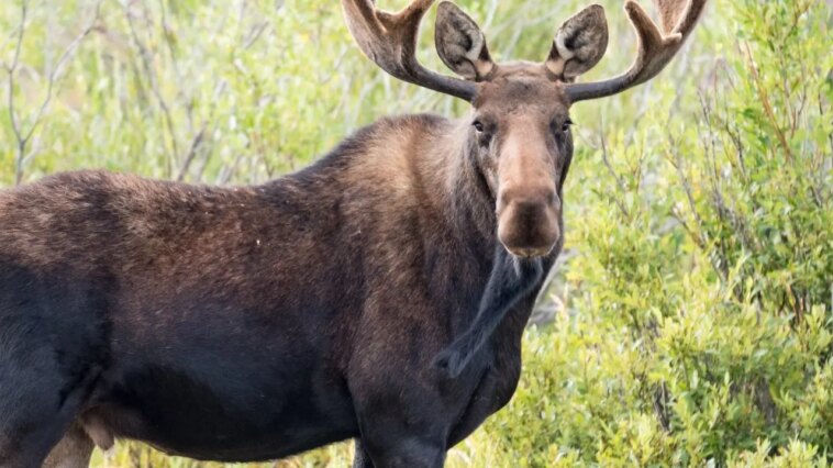 big-sky,-montana-wildlife-encounter-caught-on-video-as-moose-charges-toward-woman-and-her-dogs