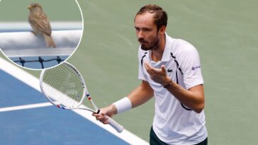 daniil-medvedev-irate-as-bird-sits-on-net-during-us-open-rally-in-wild-scene