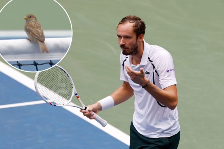 daniil-medvedev-irate-as-bird-sits-on-net-during-us-open-rally-in-wild-scene
