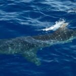 endangered-whale-sharks-surface-inches-from-boat-in-rare-sighting-off-nyc-coast:-‘it-was-nuts’