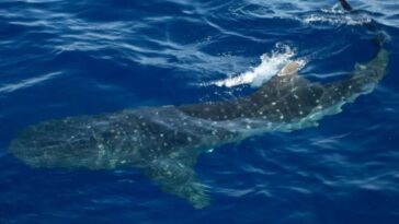endangered-whale-sharks-surface-inches-from-boat-in-rare-sighting-off-nyc-coast:-‘it-was-nuts’
