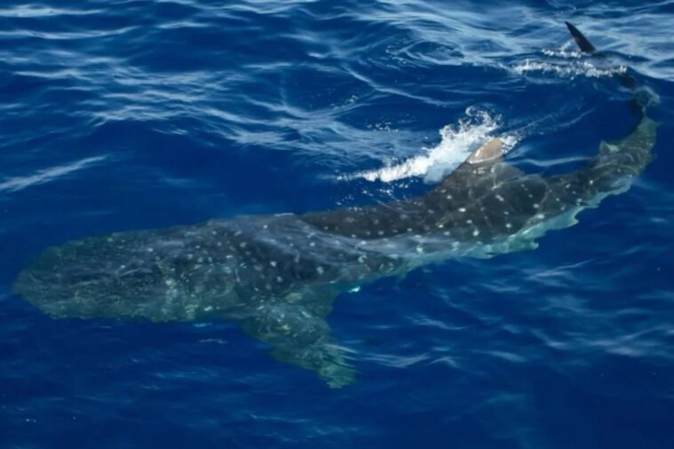 endangered-whale-sharks-surface-inches-from-boat-in-rare-sighting-off-nyc-coast:-‘it-was-nuts’