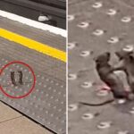 fist-fighting-mice-crack-up-commuters-in-london-underground:-viral-video