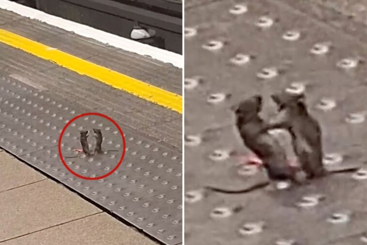 fist-fighting-mice-crack-up-commuters-in-london-underground:-viral-video