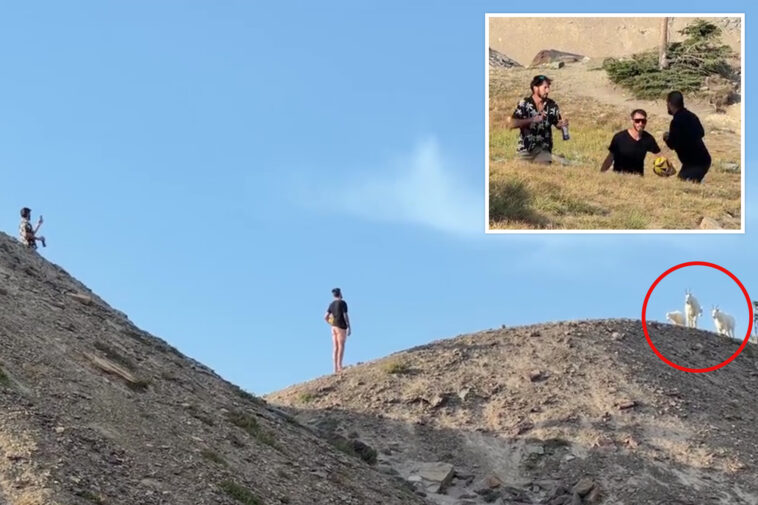 montana-hikers-clash-with-group-over-close-mountain-goat-encounter-at-glacier-national-park:-‘i-will-f–k-you-up’