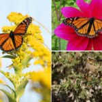 near-record-low-butterfly-sightings-force-california-officials-to-issue-dire-plea