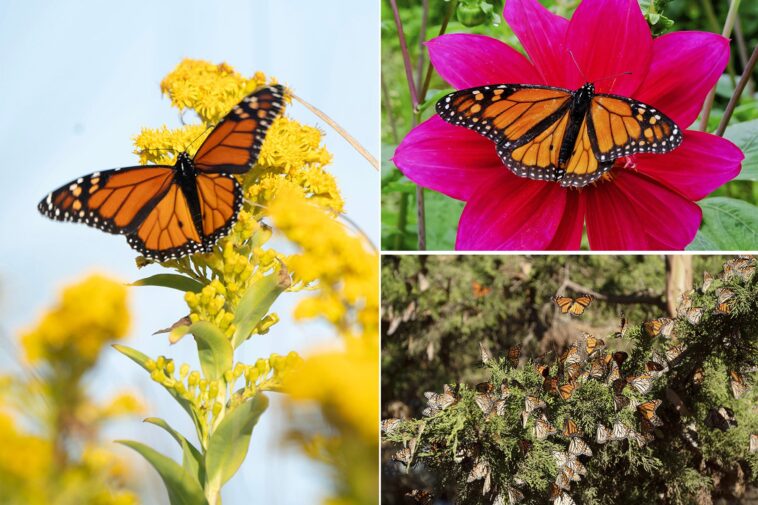 near-record-low-butterfly-sightings-force-california-officials-to-issue-dire-plea